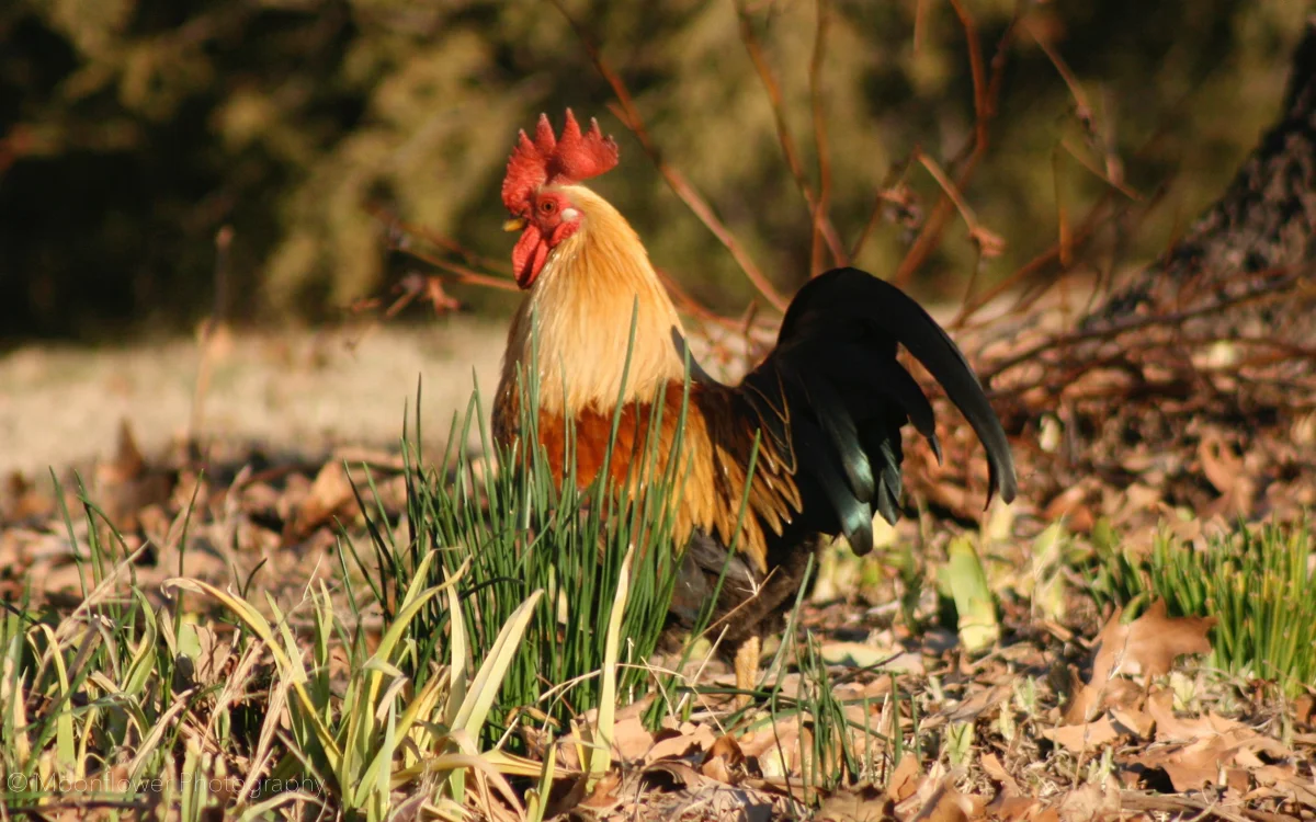 "Struttin"