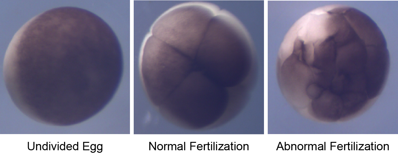 In normal fertilization, the embryonic cleavage furrows develop symmetrically and transverse the entire embryo (center photo at 8 cell stage). By contrast, the cleavage furrows develop irregularly following fertilization by more than one sperm (right photo) (Wozniak & Carlson, unpublished).