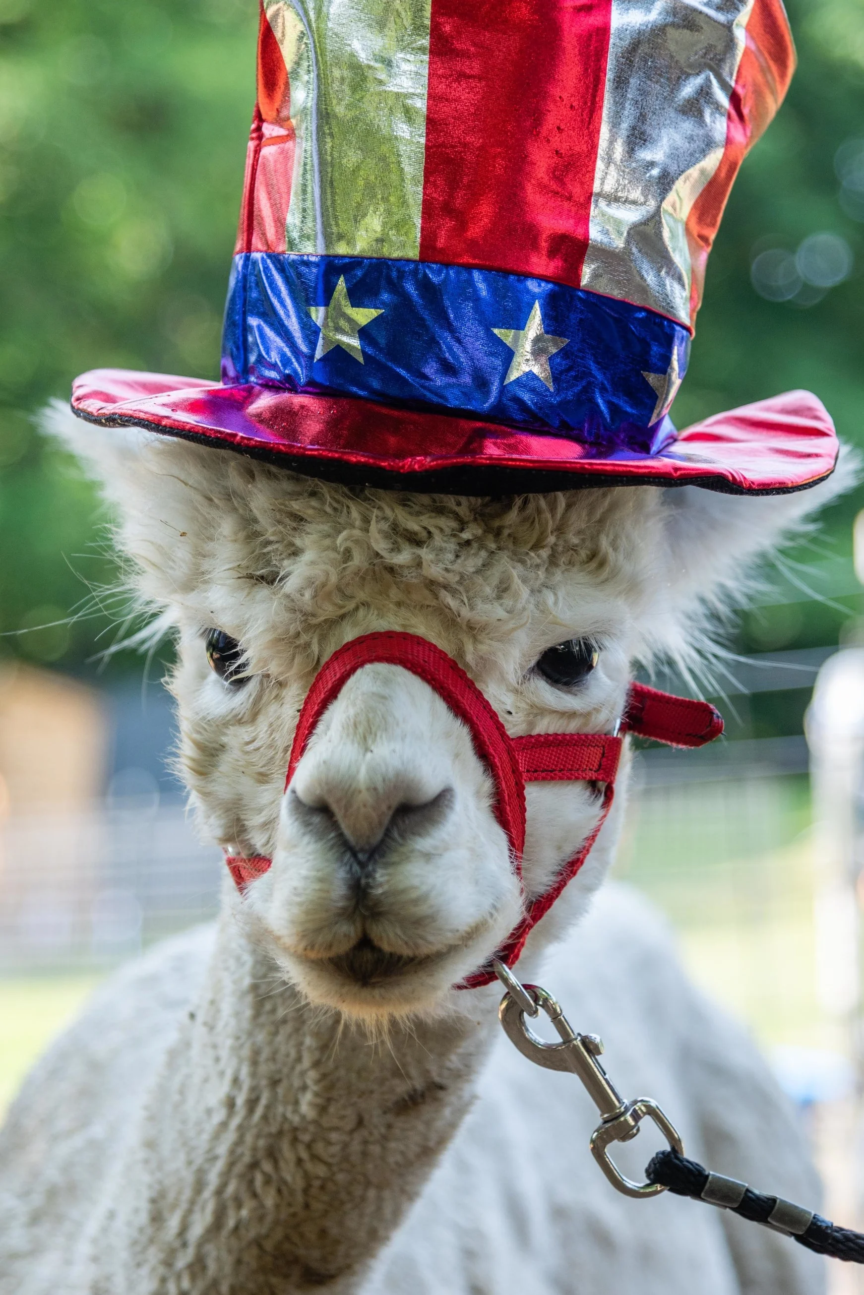 alpaca4thofjuly-80.jpg
