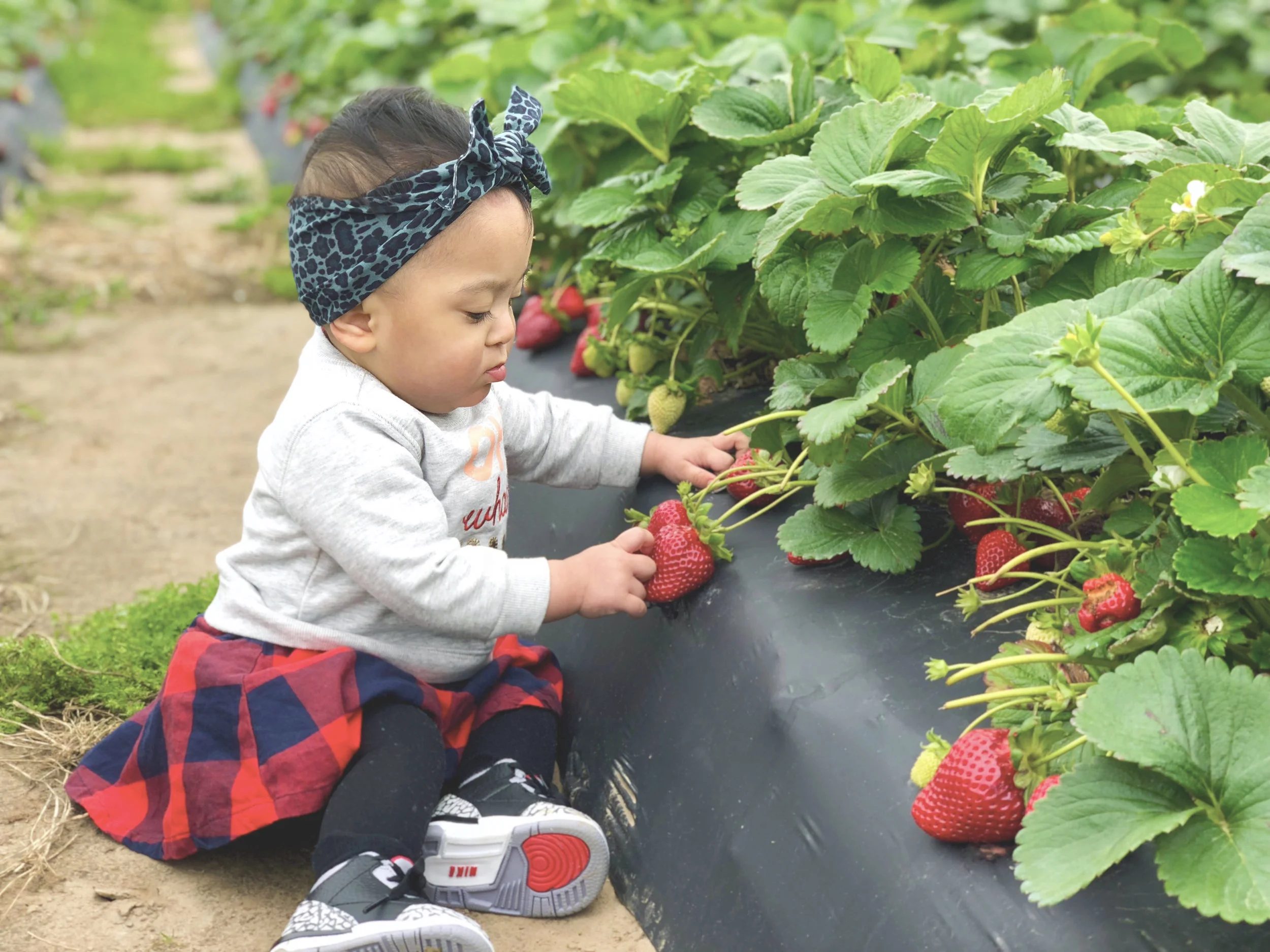 4.8.18 | STRAWBERRY PICKING!