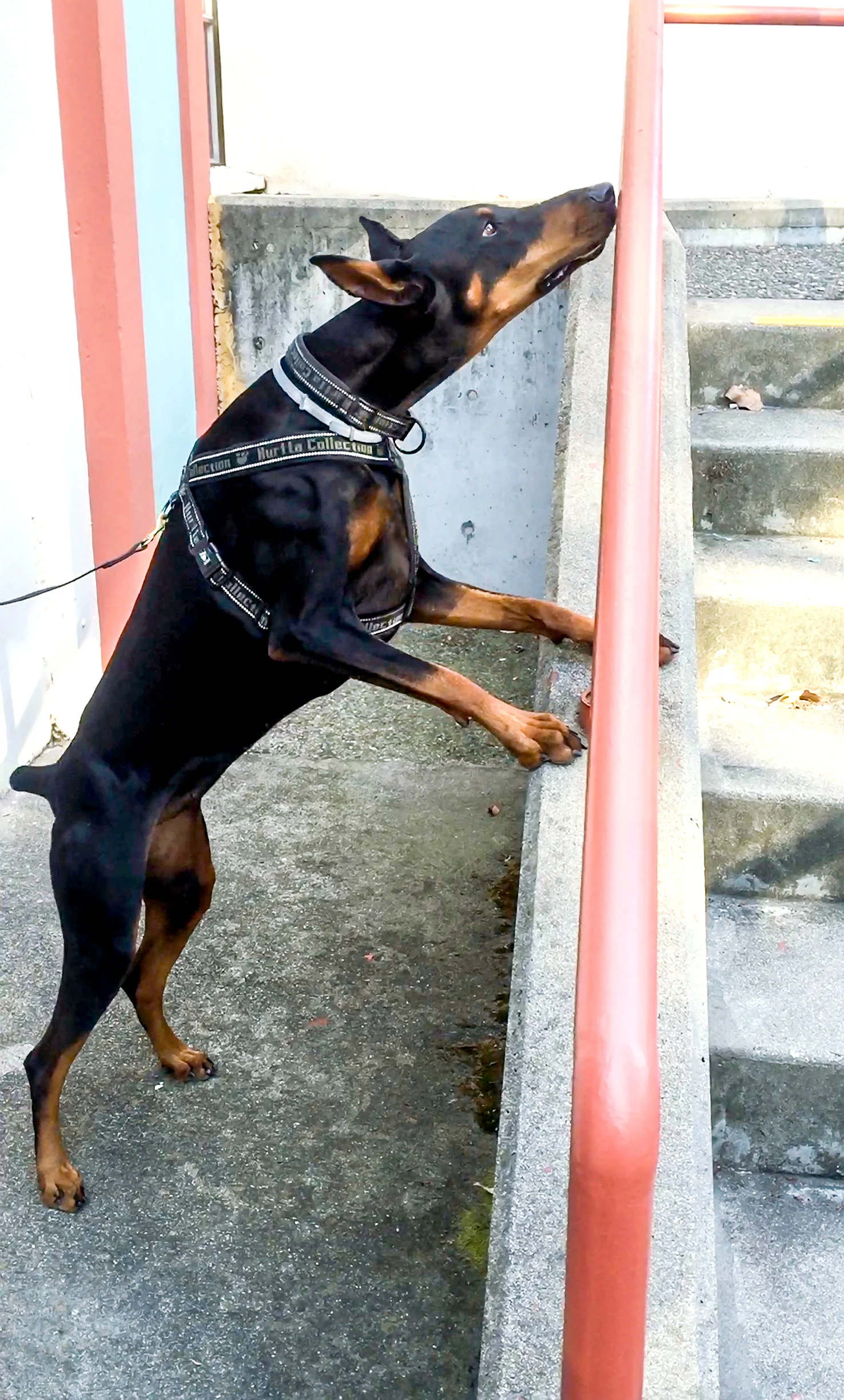 JoZ Nosework Tinnery.JPG