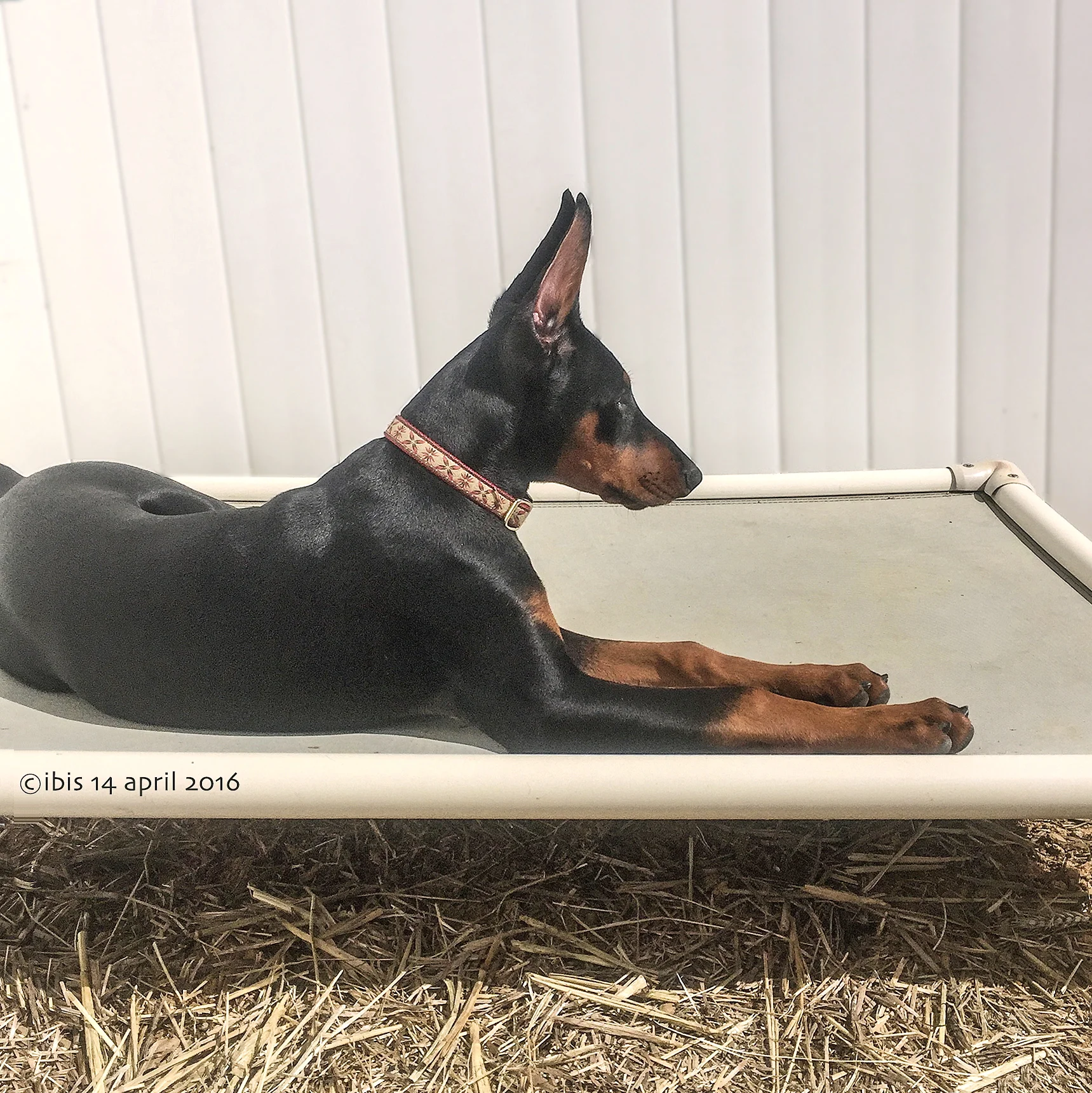 Raven Puppy Profile.JPG