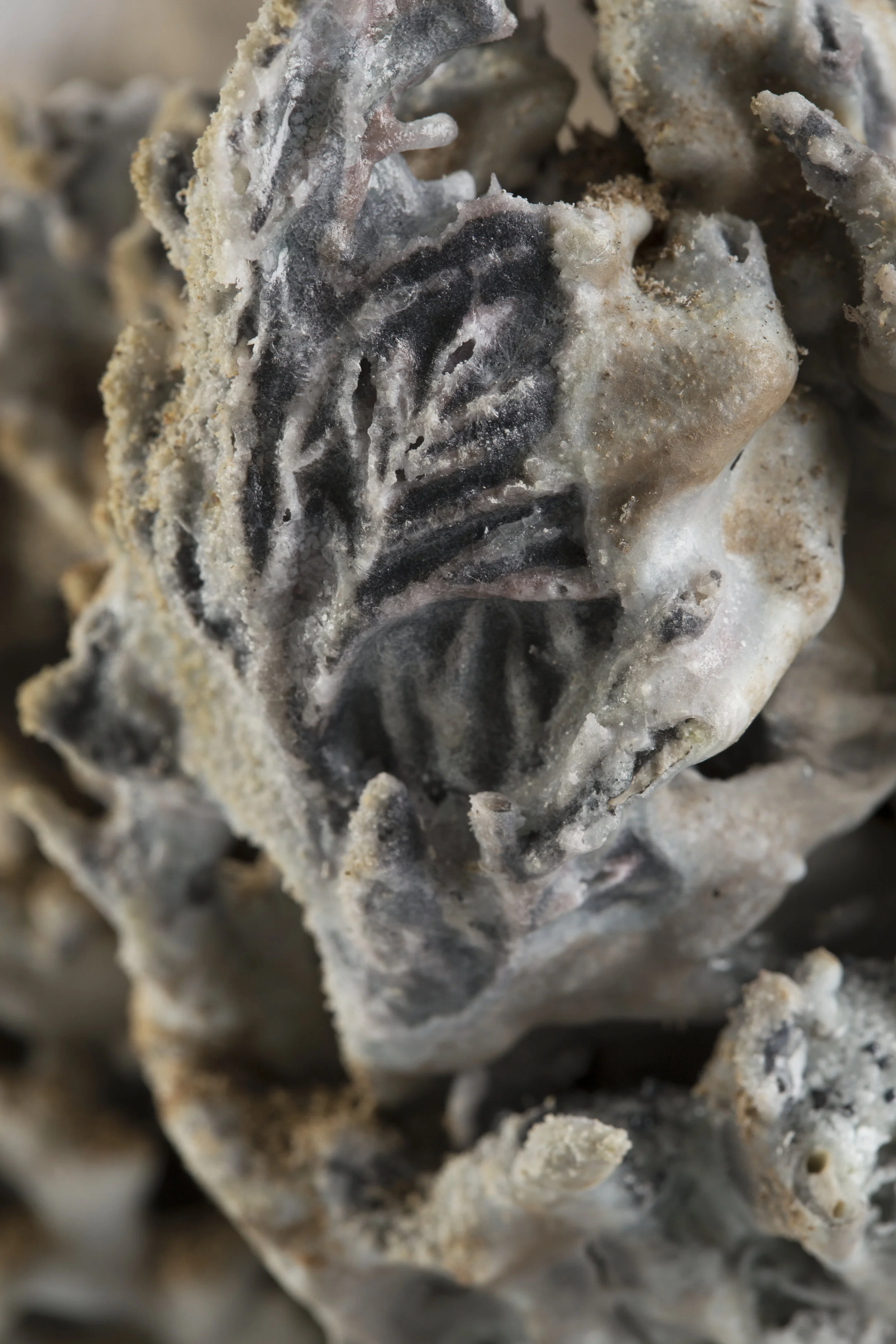 Encrusted (detail) 