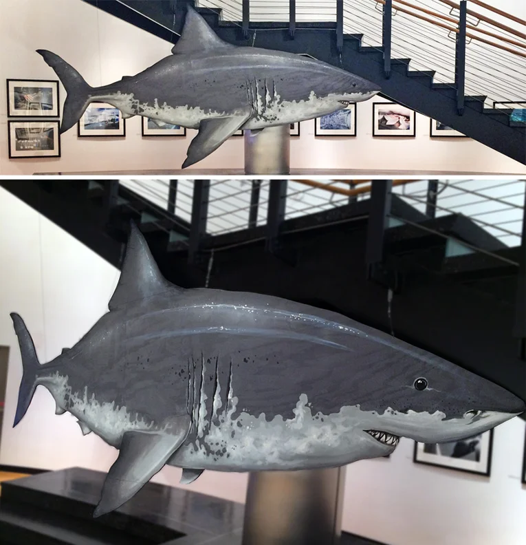 Painted and cut out this life size Great White Shark for the organization Ocearch - Promoting shark education, protection and research
