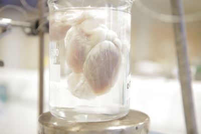 Kelly Biggins, Decellularisation of Heart