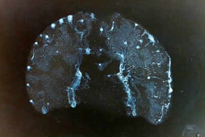 Susan Aldworth, Passing Thoughts 13, 2013, giclee print