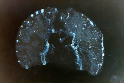 Transience by Susan Aldworth | 2 April to 1 May, 2014