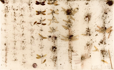 Helen Pynor – The Life Raft 16, 2012