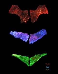 The Ethics of Bioart | 16 February 2012