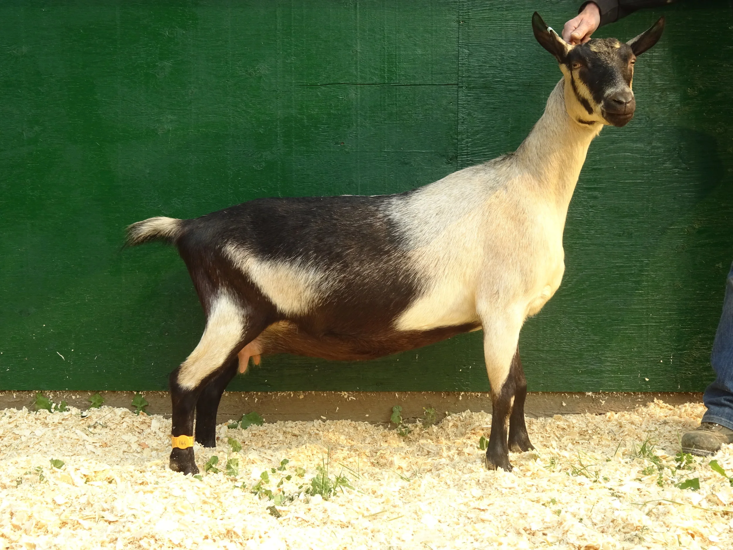 Hillside Dreams Goat Dairy