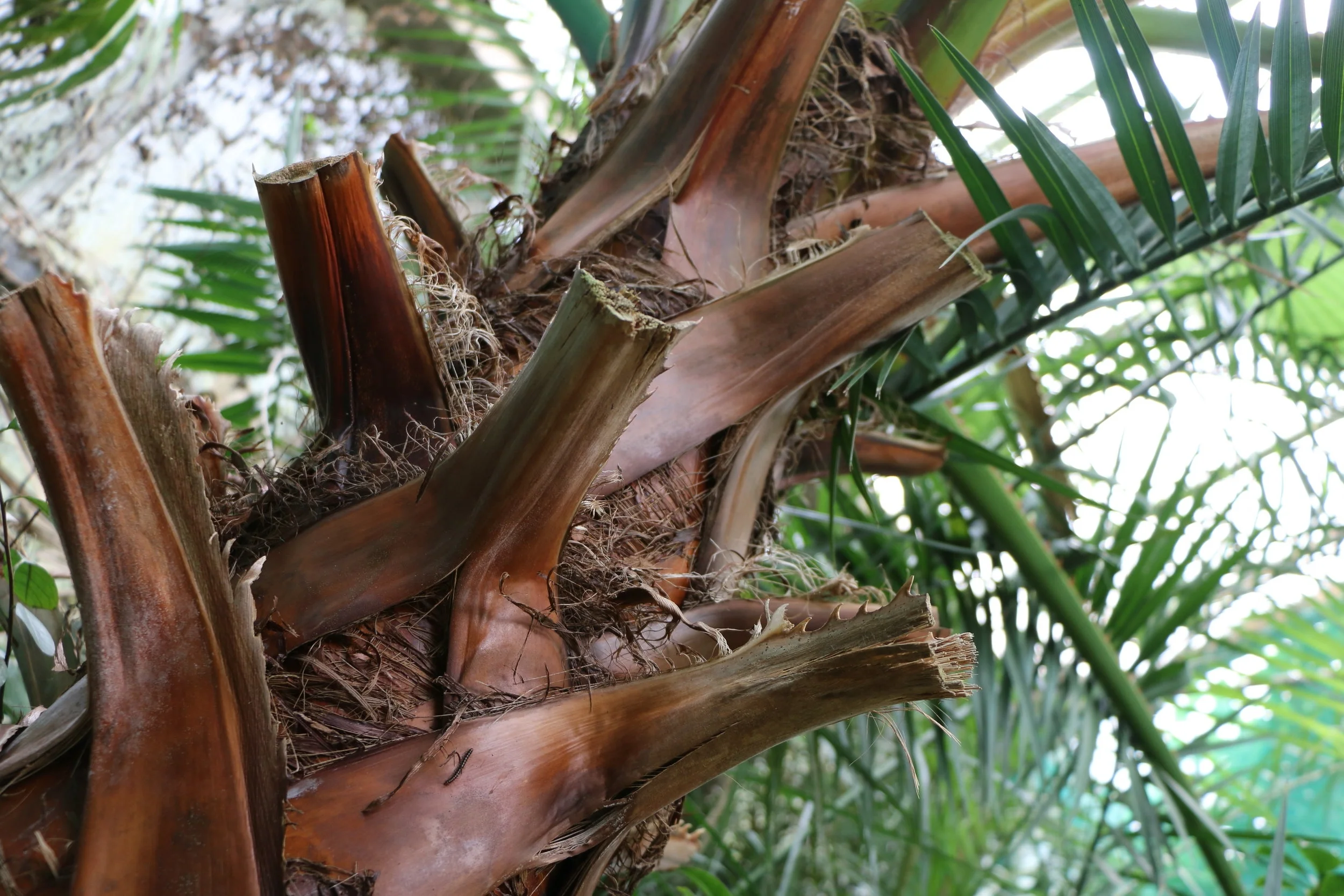 Blumen Frisch auf Instagram