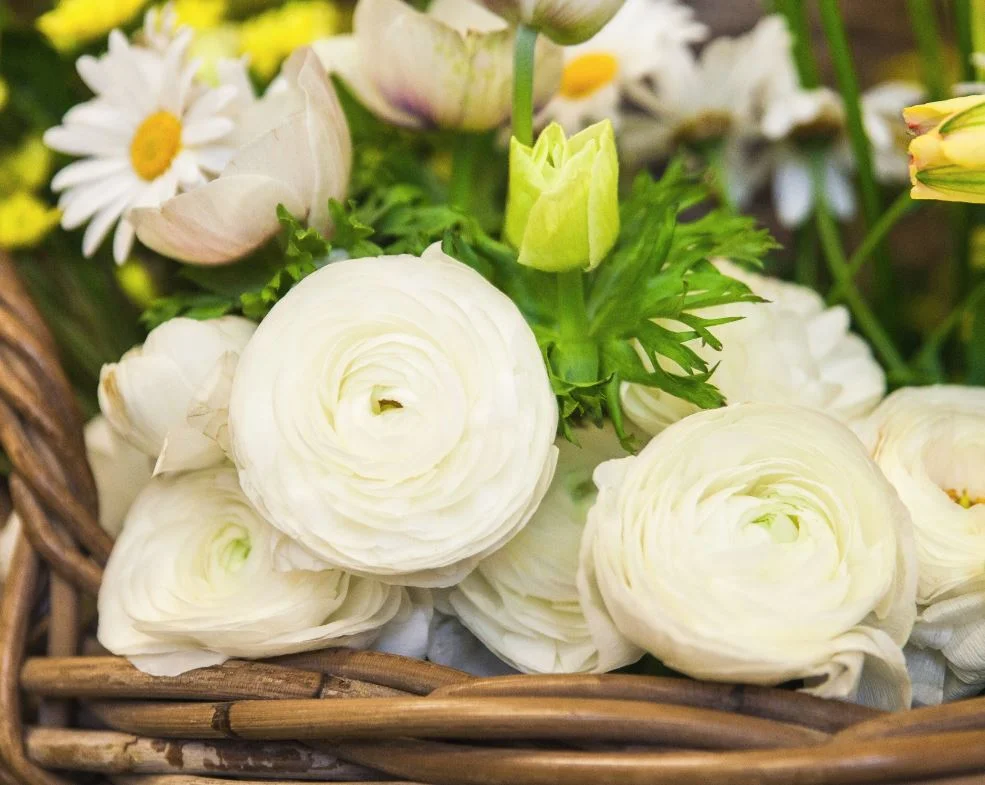 Das neue Jahr beginnt mit weiss.