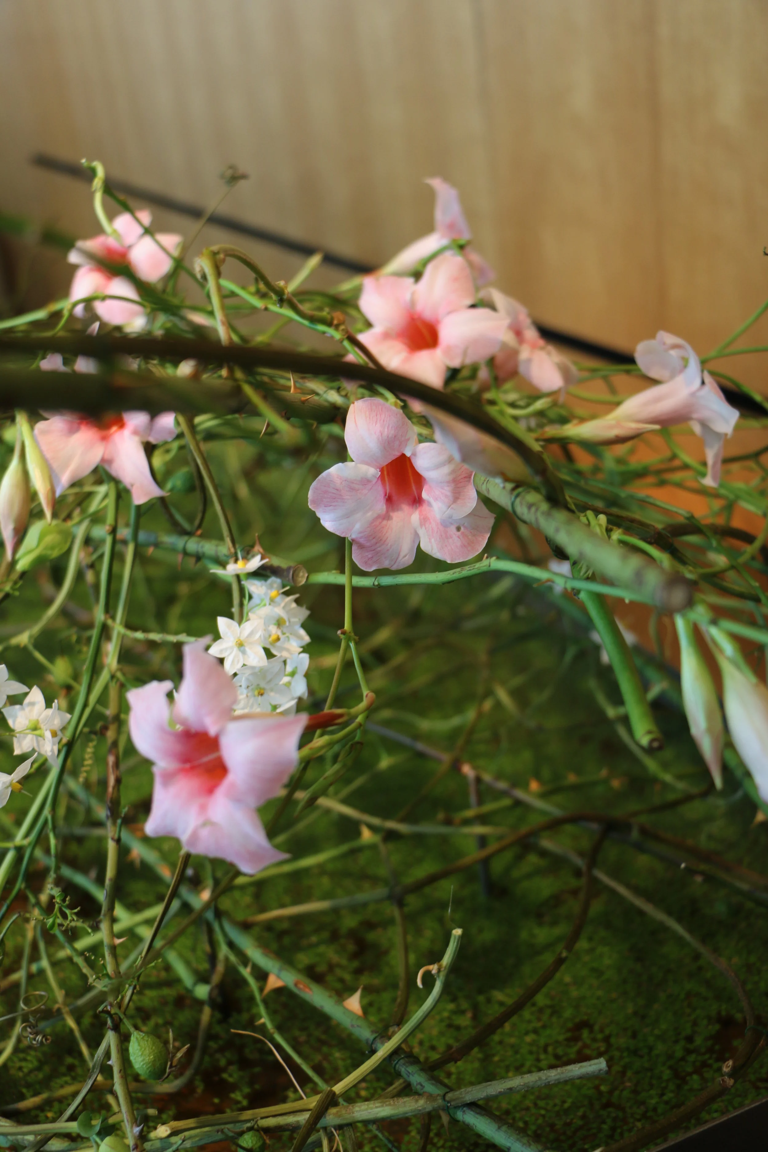 Meisterarbeit_Strauss