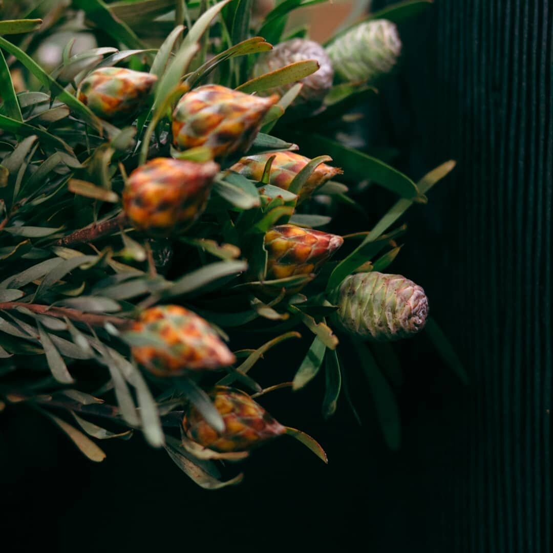 Detailverliebt.

@smilephoto.ch
#weilwirblumenlieben #details #detailverliebt #urdorf #meisterbetrieb #frisch #floraldesign #leucospermum #leuco #flowersforthehome #weilwirblumenbrauchen #frischblumen