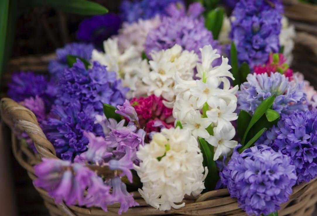 Hyazinthen_im_Korb.JPG