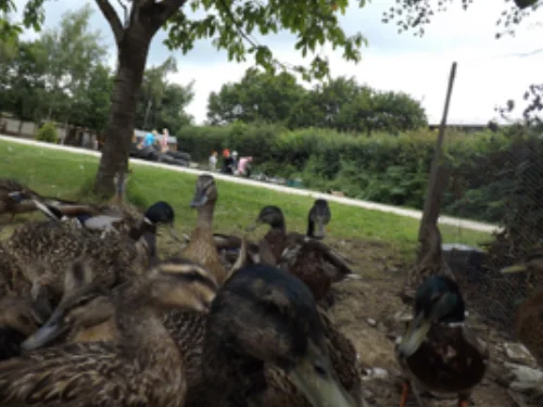 Photographing the nursery ducks and children in the background to attempt to ‘make yourself look as small as a duck’