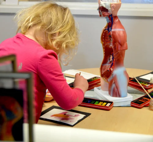 Watercolour representations of organs inside the body