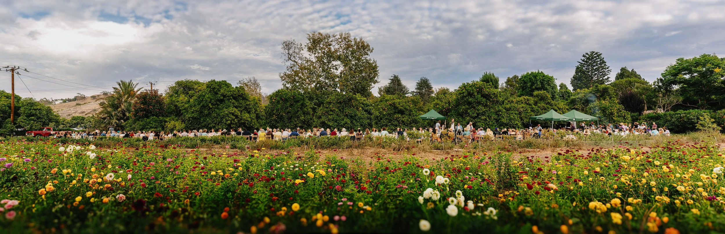 Feasting in a Field of Flowers