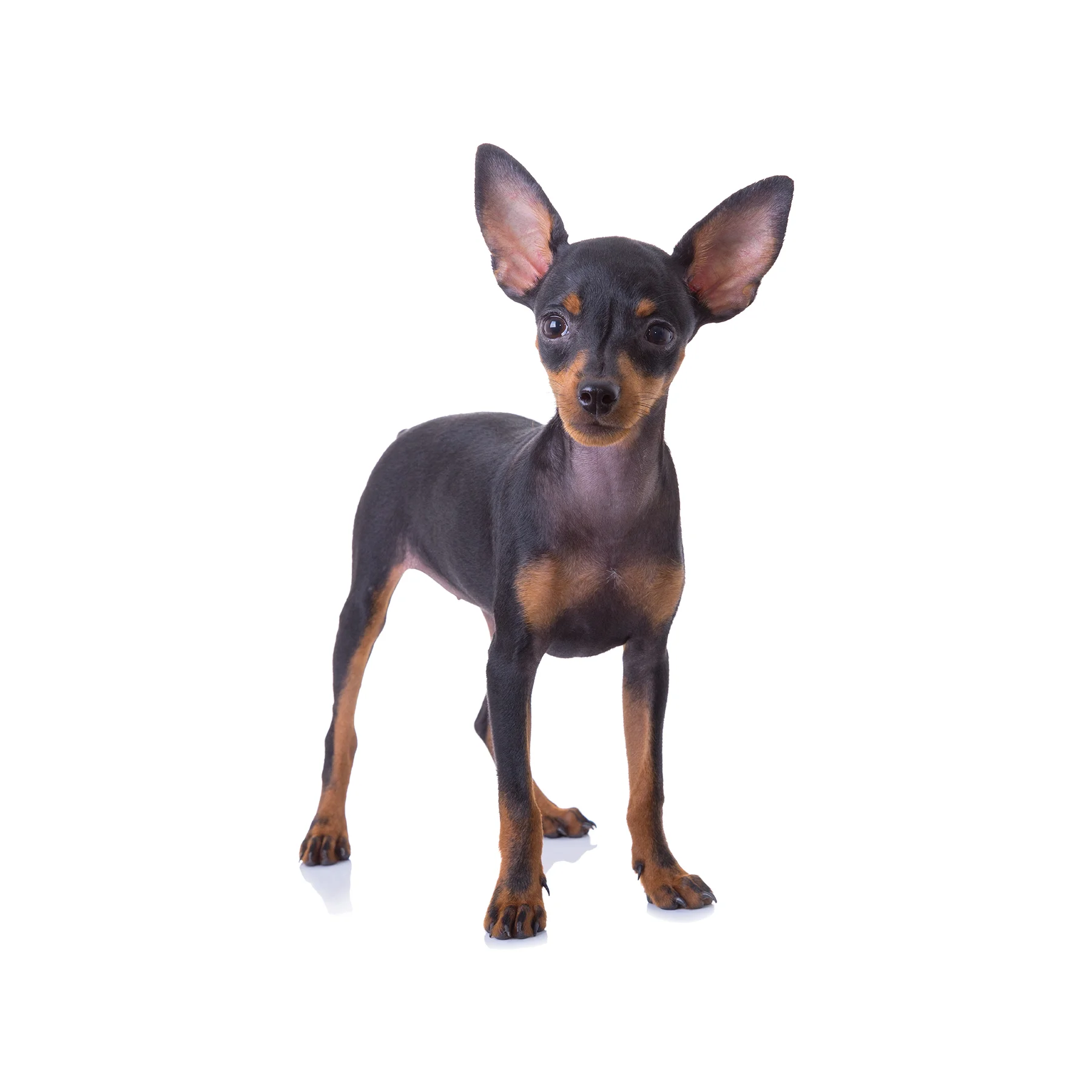 MIN-PIN-100.jpg