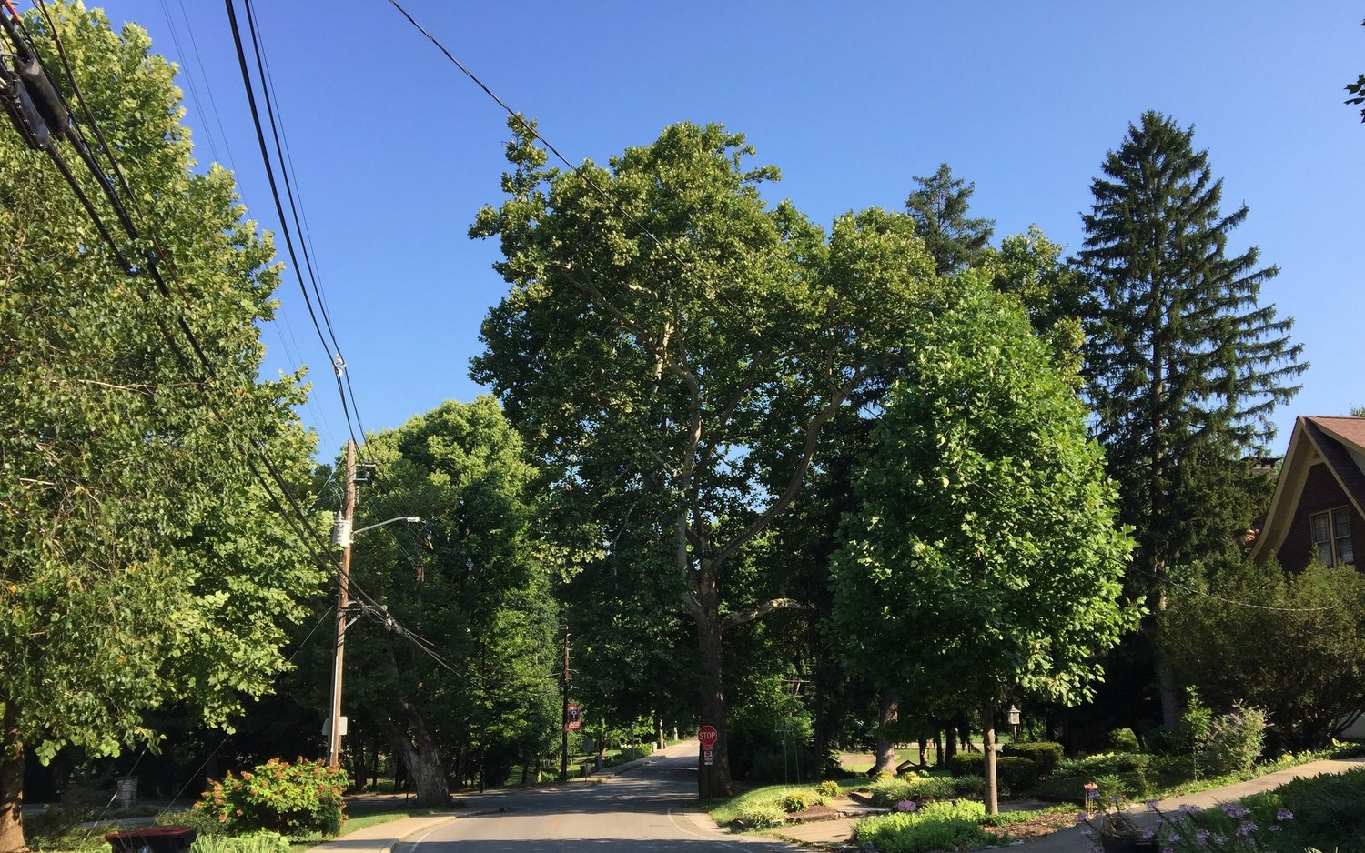 Tree Canopy Program — Belknap Neighborhood Association