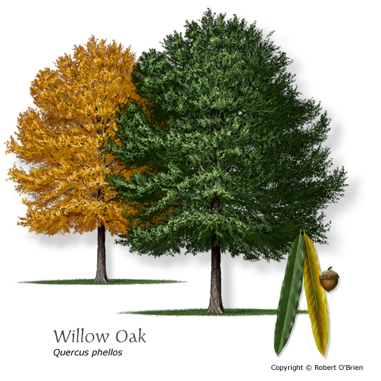 Willow Oak