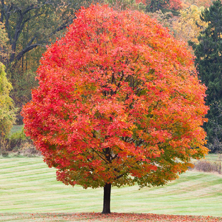 Sugar Maple