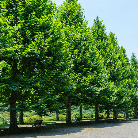 London Planetree