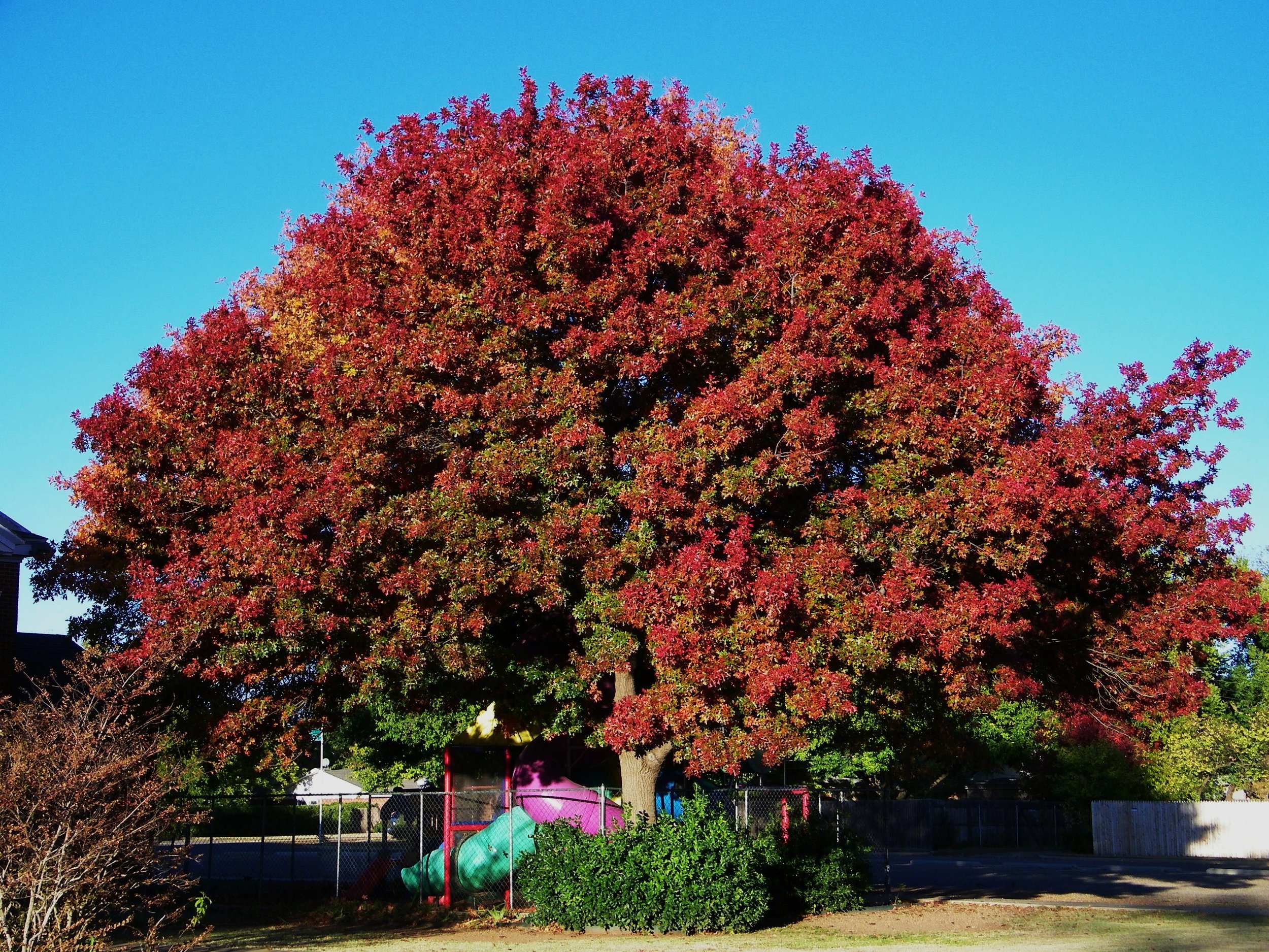 Red Oak