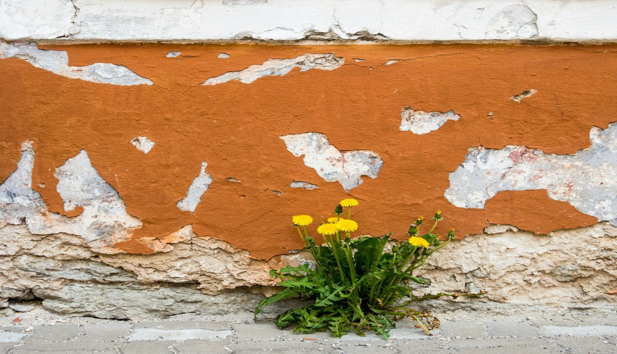 Yellow dandelion flowers growing through cracks in a weathered and peeling orange and white wall.