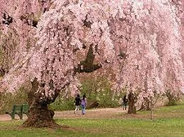 Annual Cherry Blossom Festival