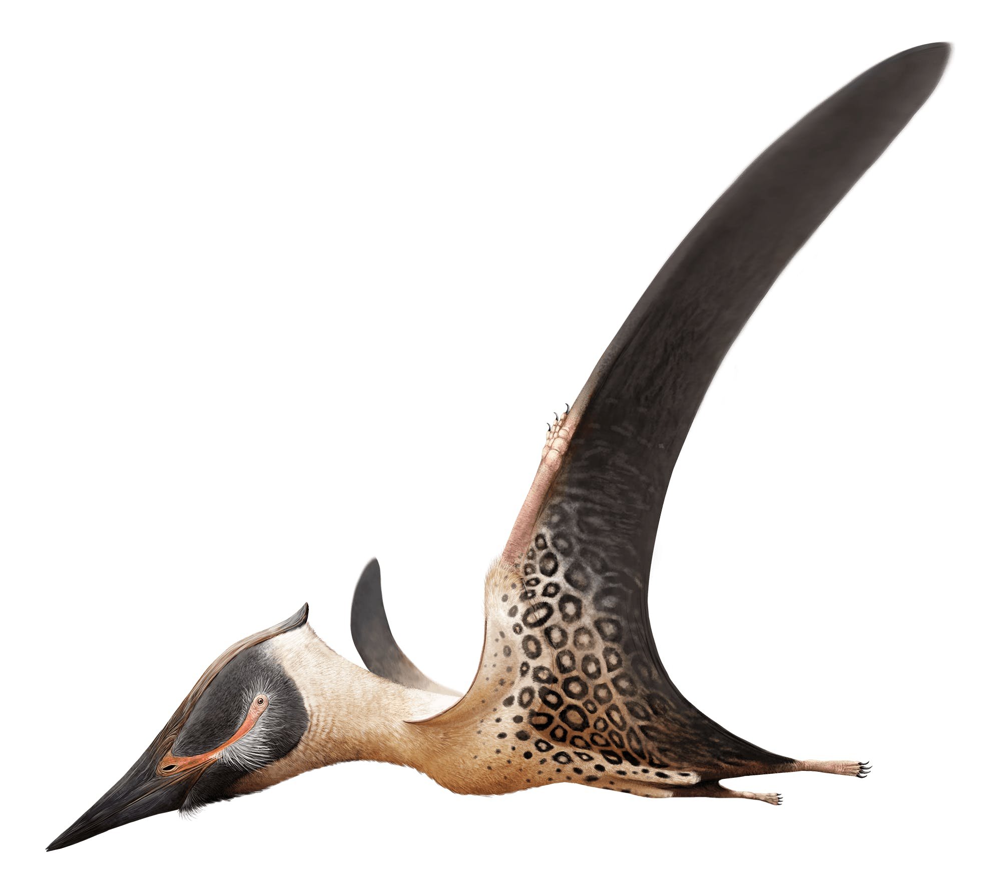 Pteranodon - Pteros