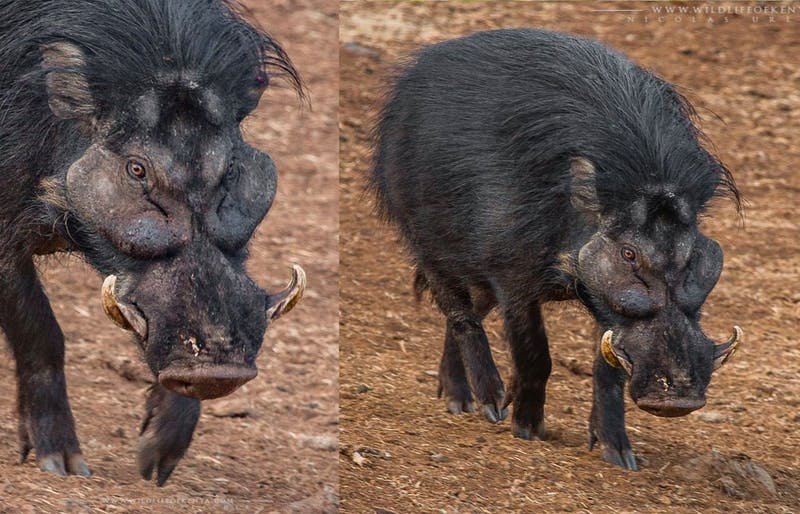 Pigs coming out of hair clipper in slaughterhouse with butcher   Royaltyfree Stock Video