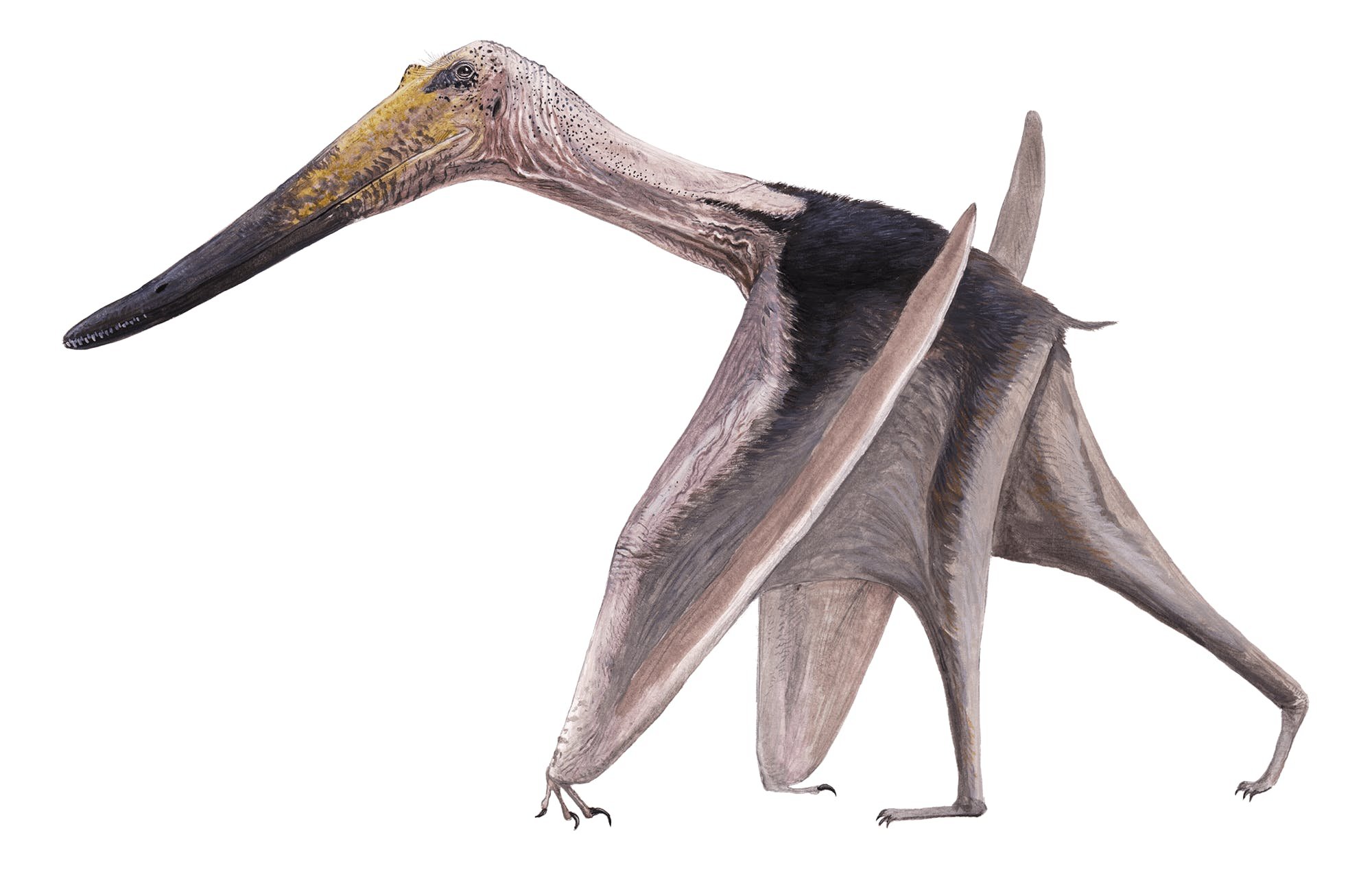 Pteranodon - Pteros