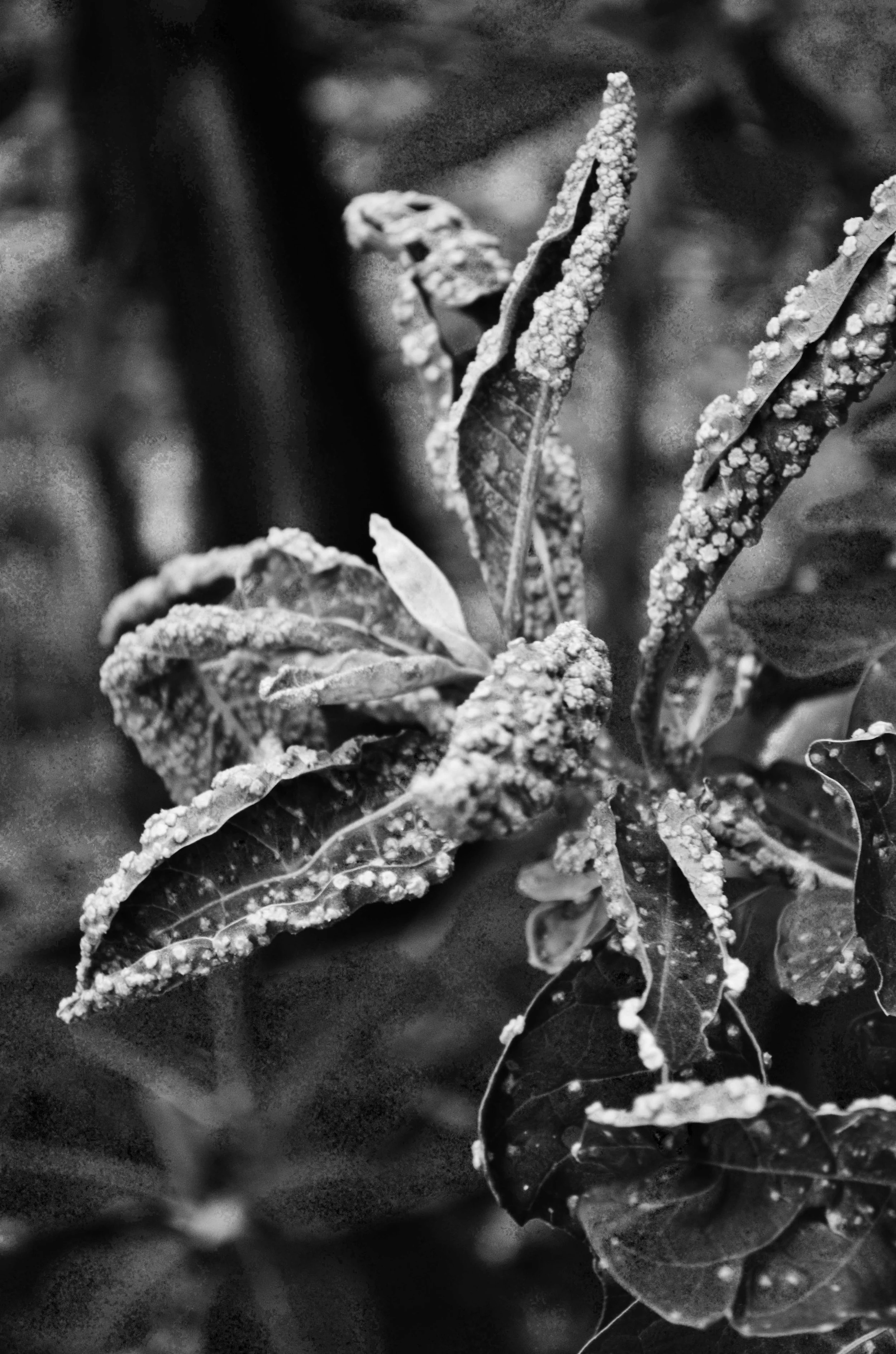 Plant-CR_BW.jpg