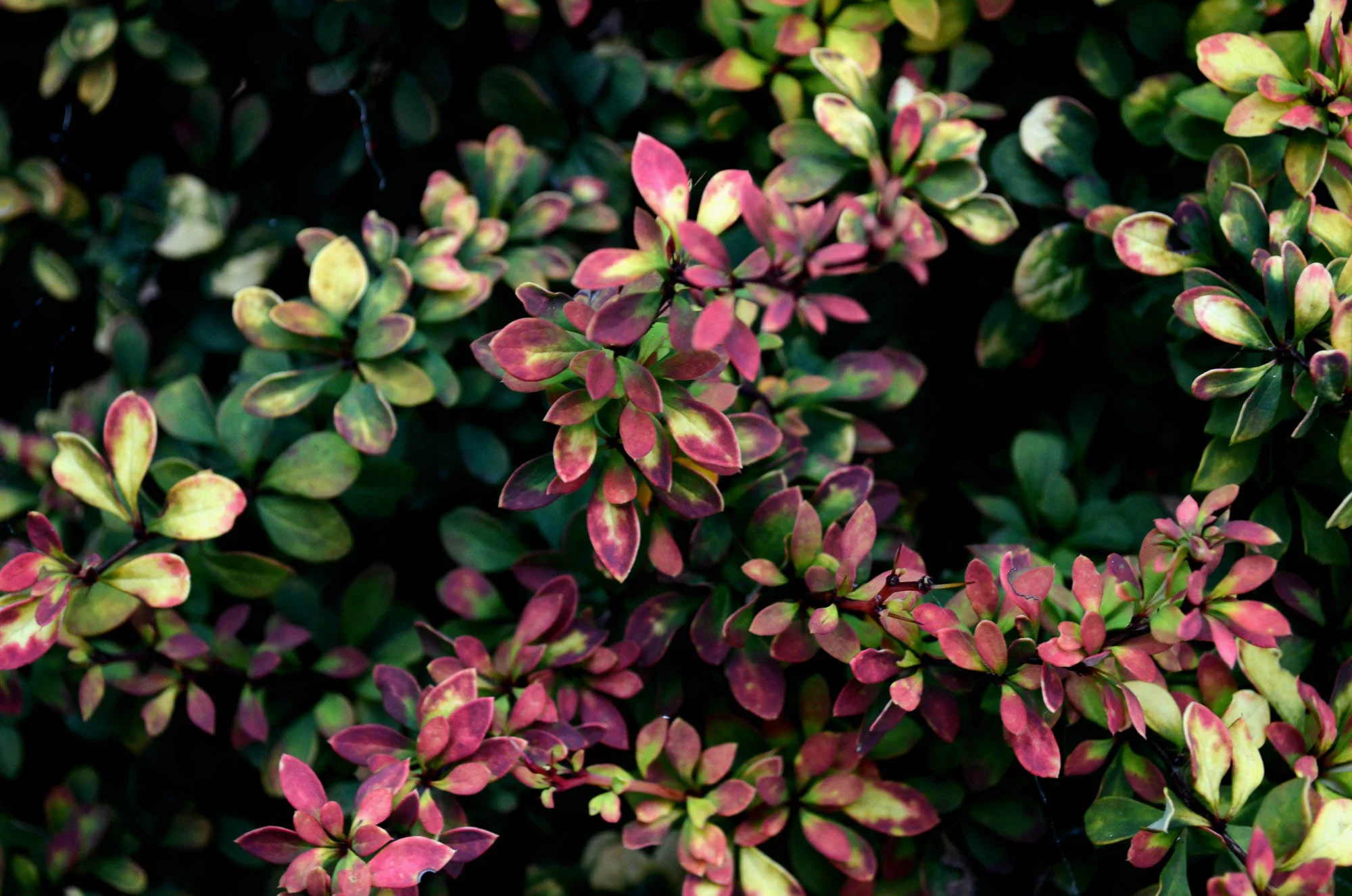 untitled-7.jpg