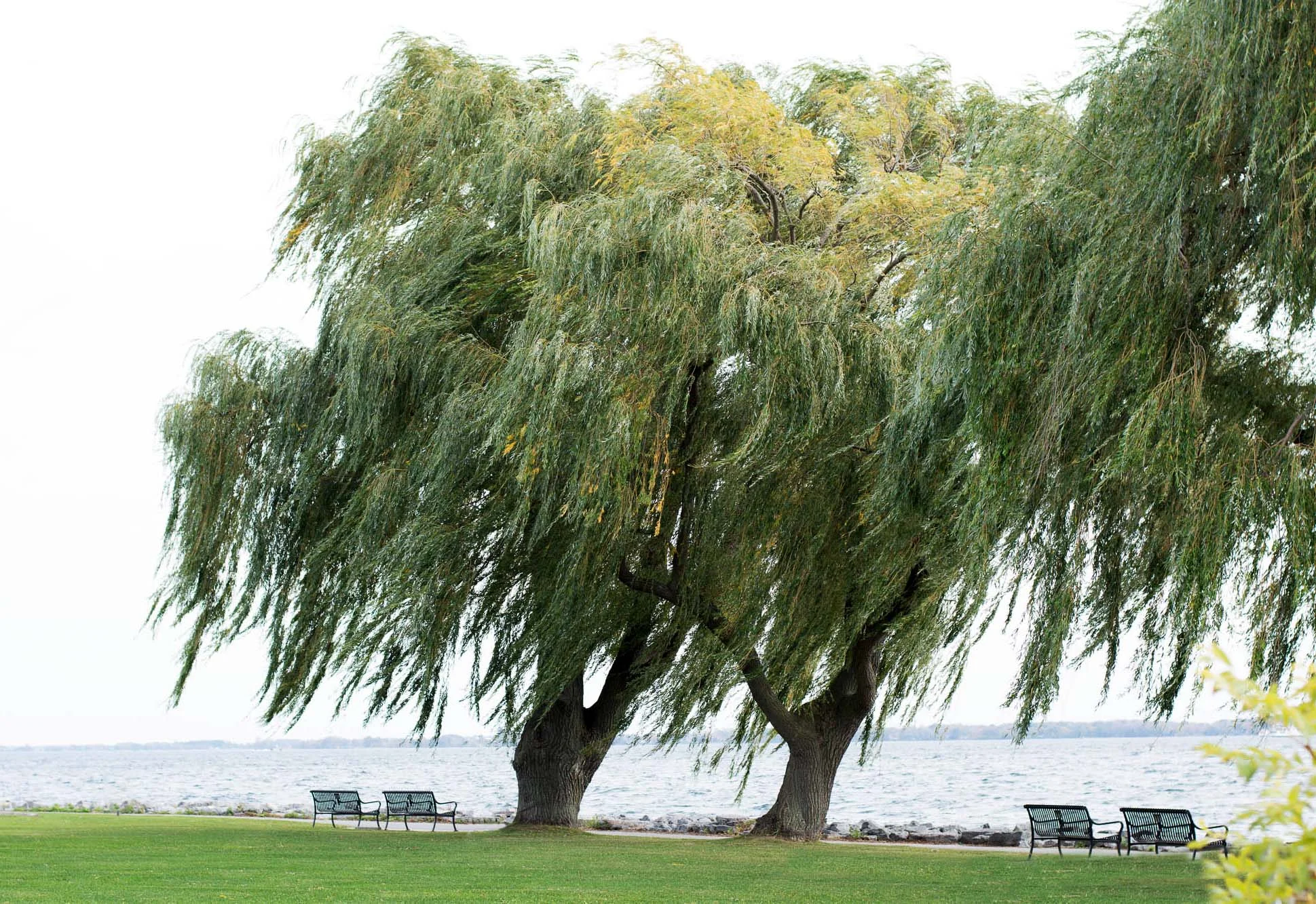 WillowTree.jpg