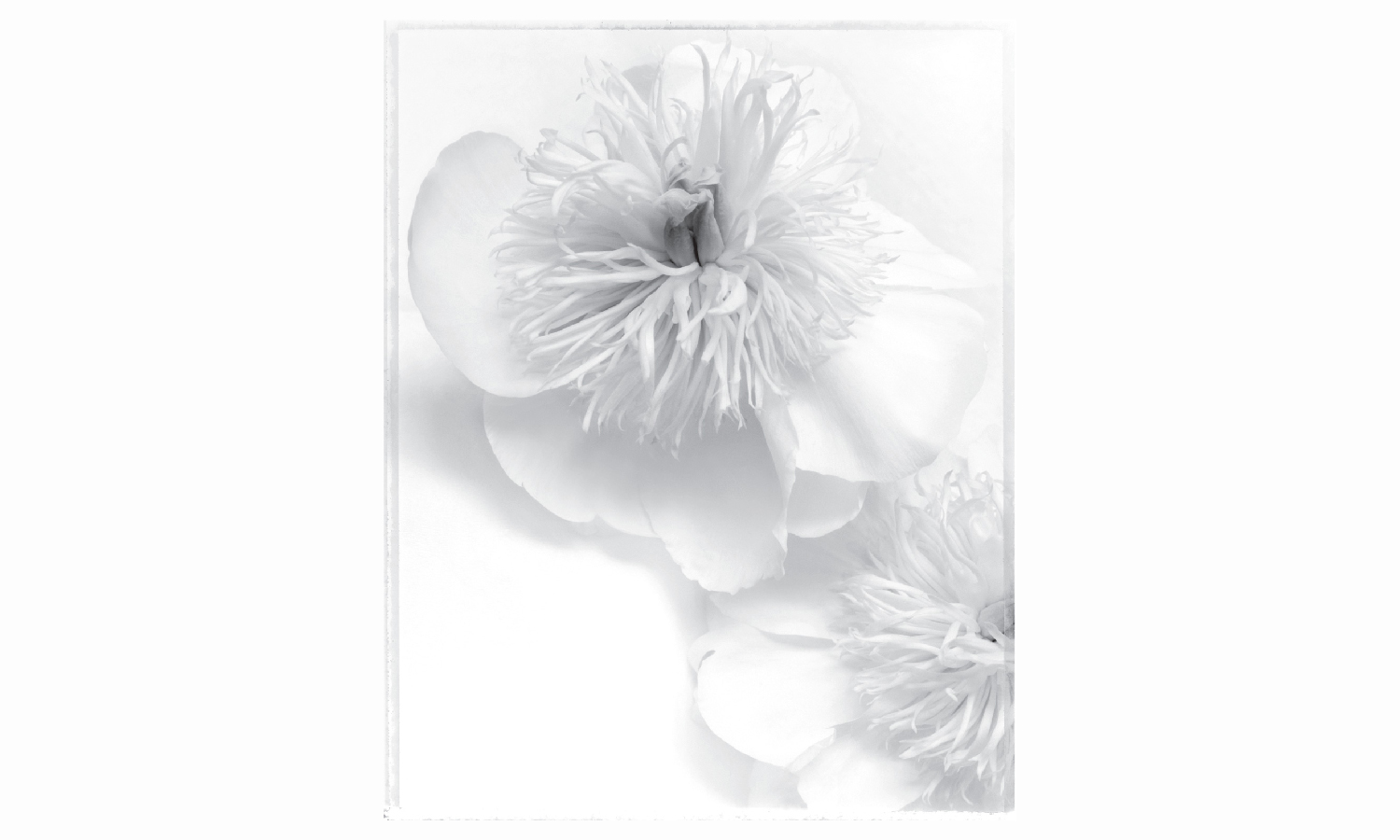 Feature Article for Photographers Forum: In The Garden with RON VAN DONGEN