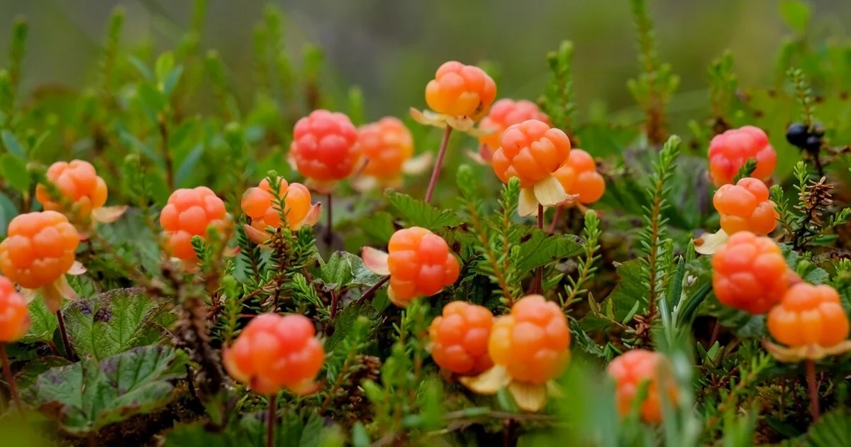 What Is A Cloudberry Why Yes It Is A Real Fruit Plus Products
