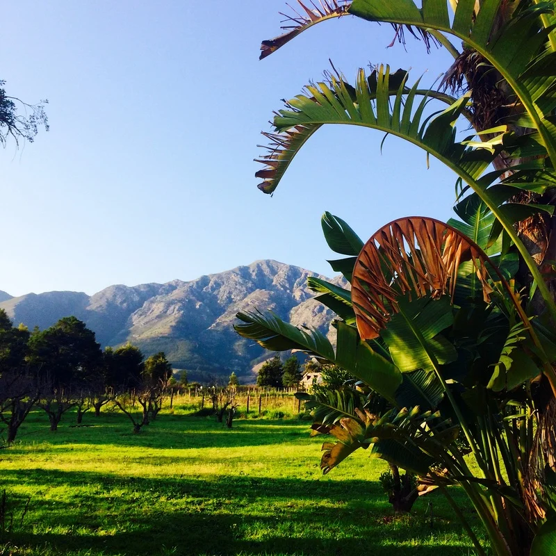Falling for Franschhoek
