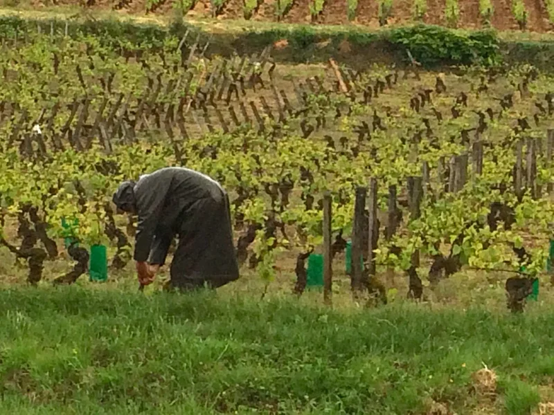 Nuit St. Georges & Chaux