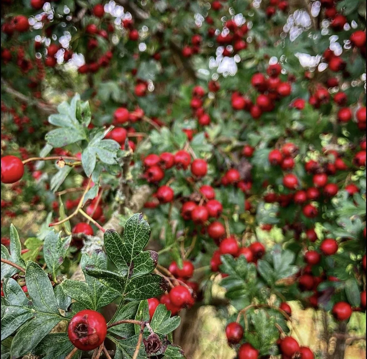 C51484C4-E299-4896-9026-8F45D57B1157