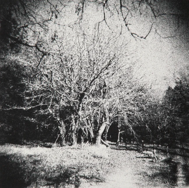 heaps_peak_trees.jpg
