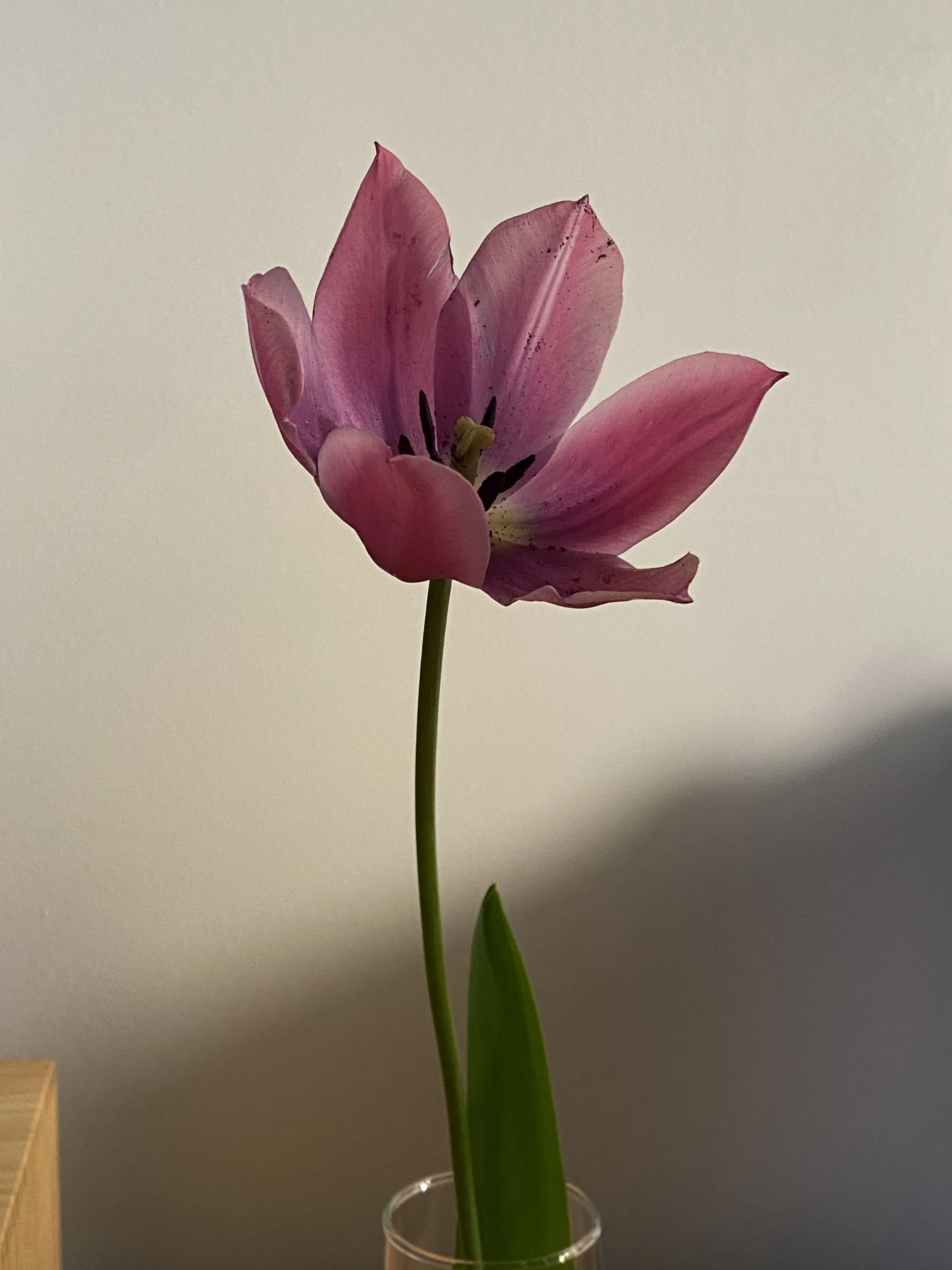 tulip