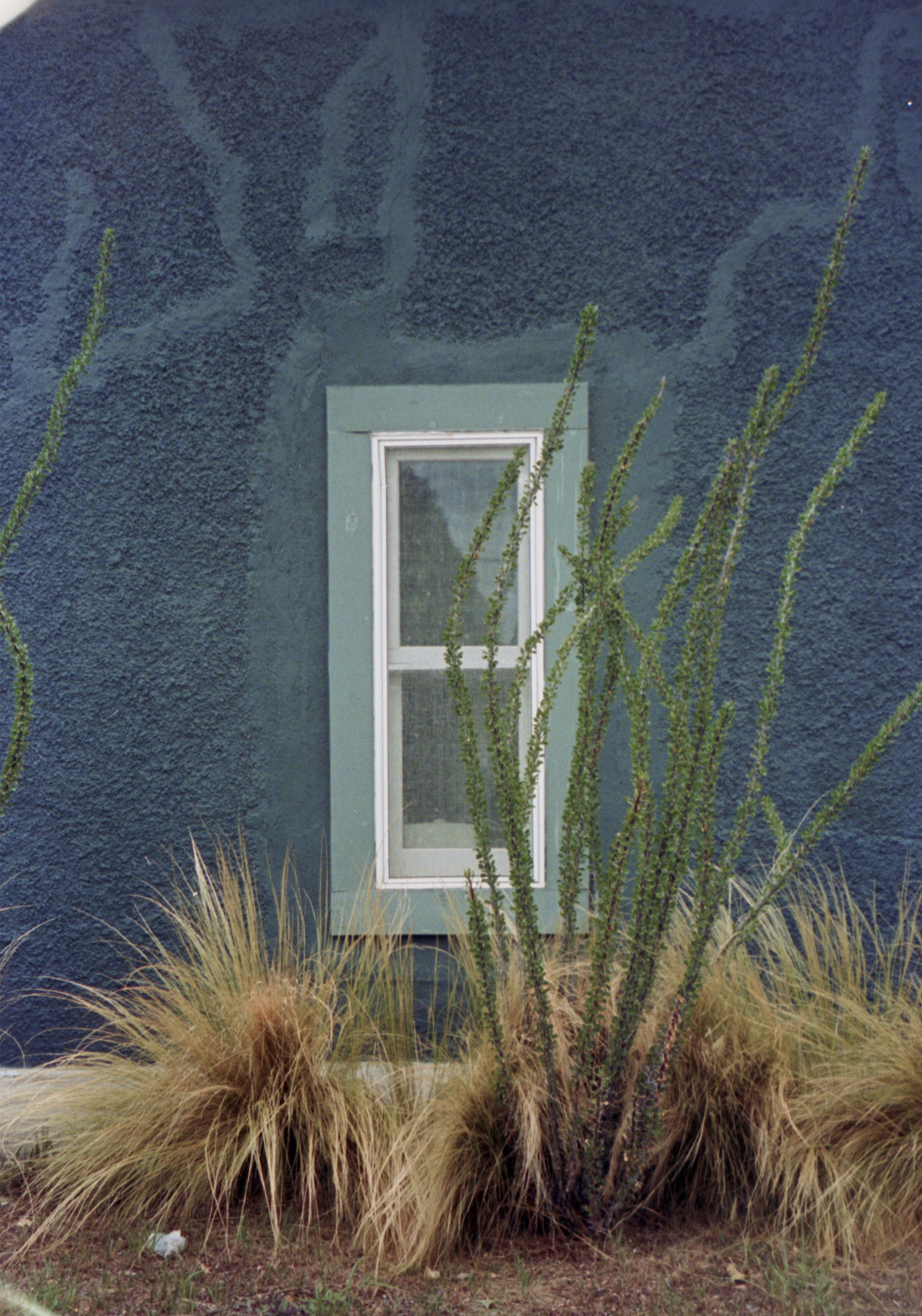 marfa_ocotillo.png