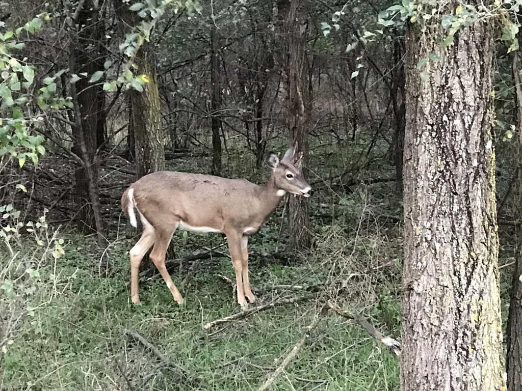 deer in woods.jpg