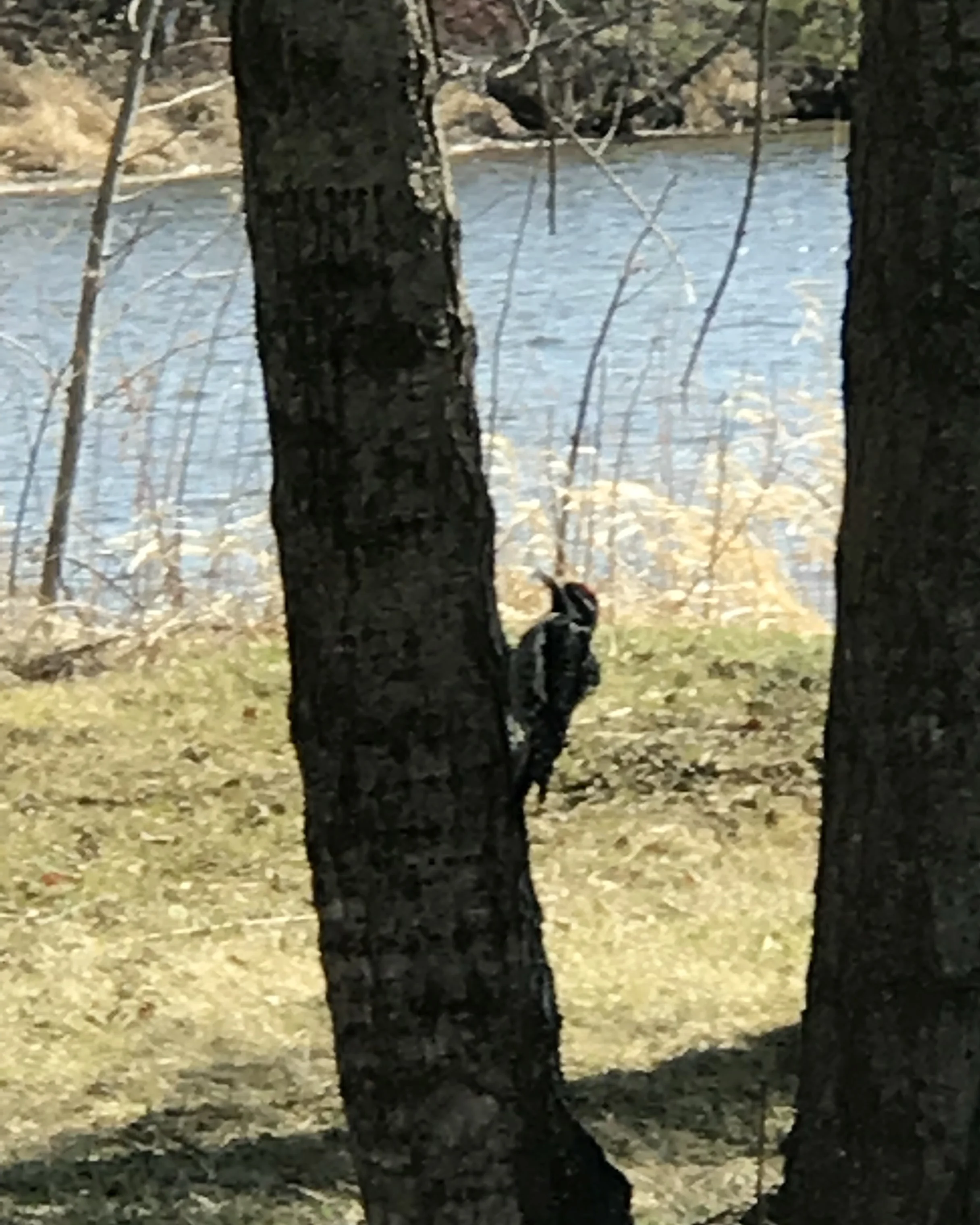 Woodpecker at work