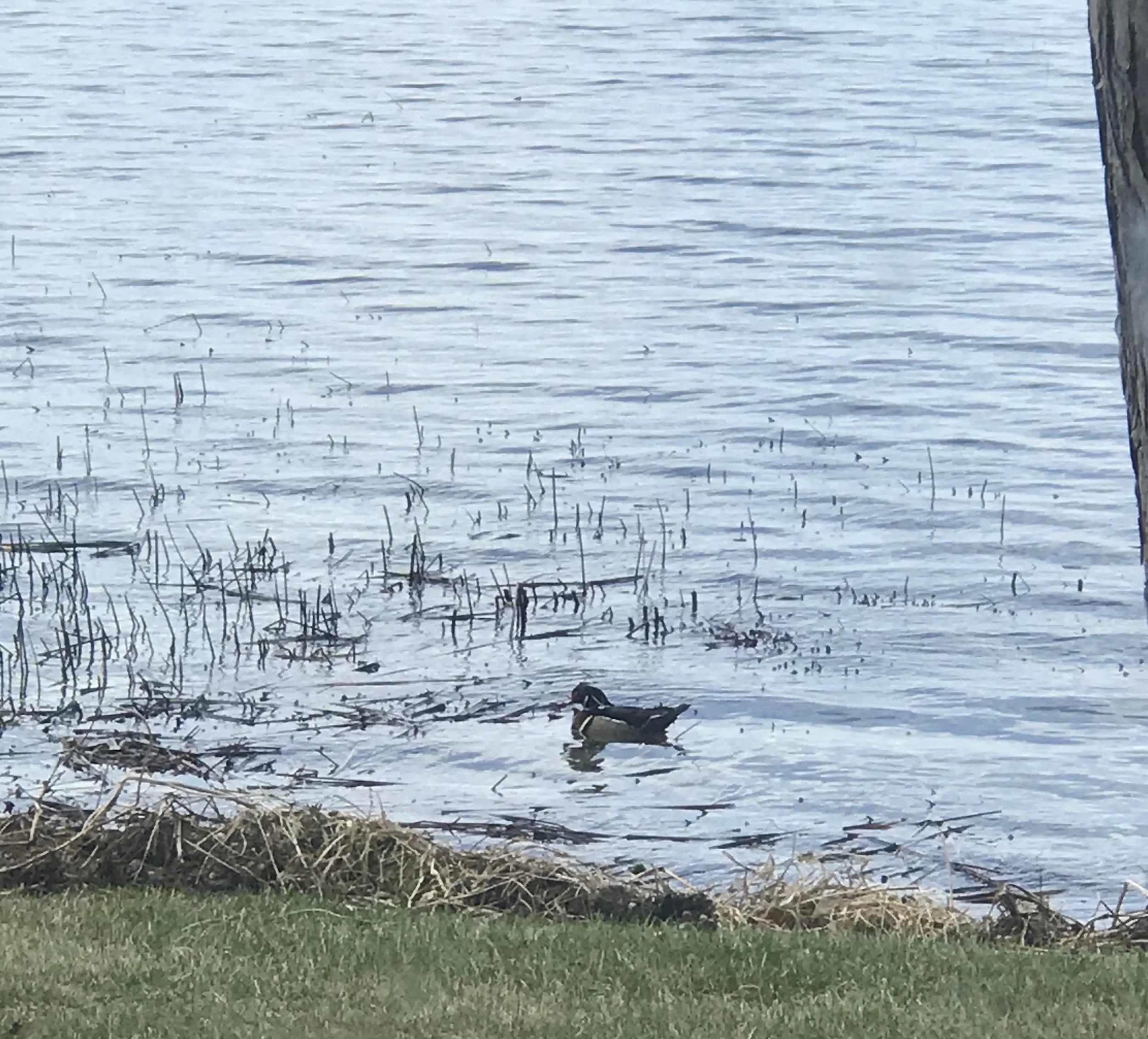 The well-plumed wood duck