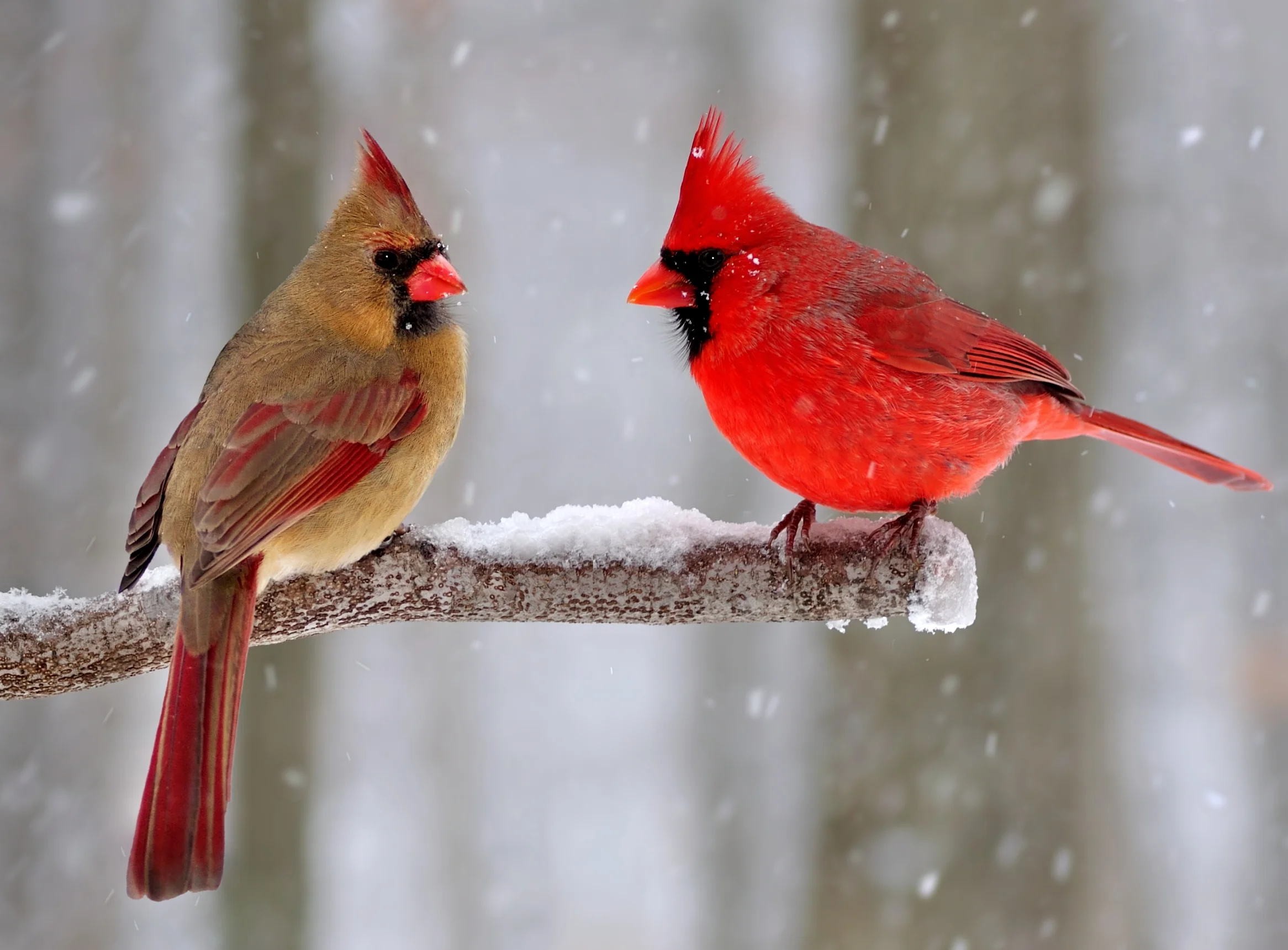 cardinals shutterstock_173896529.jpg