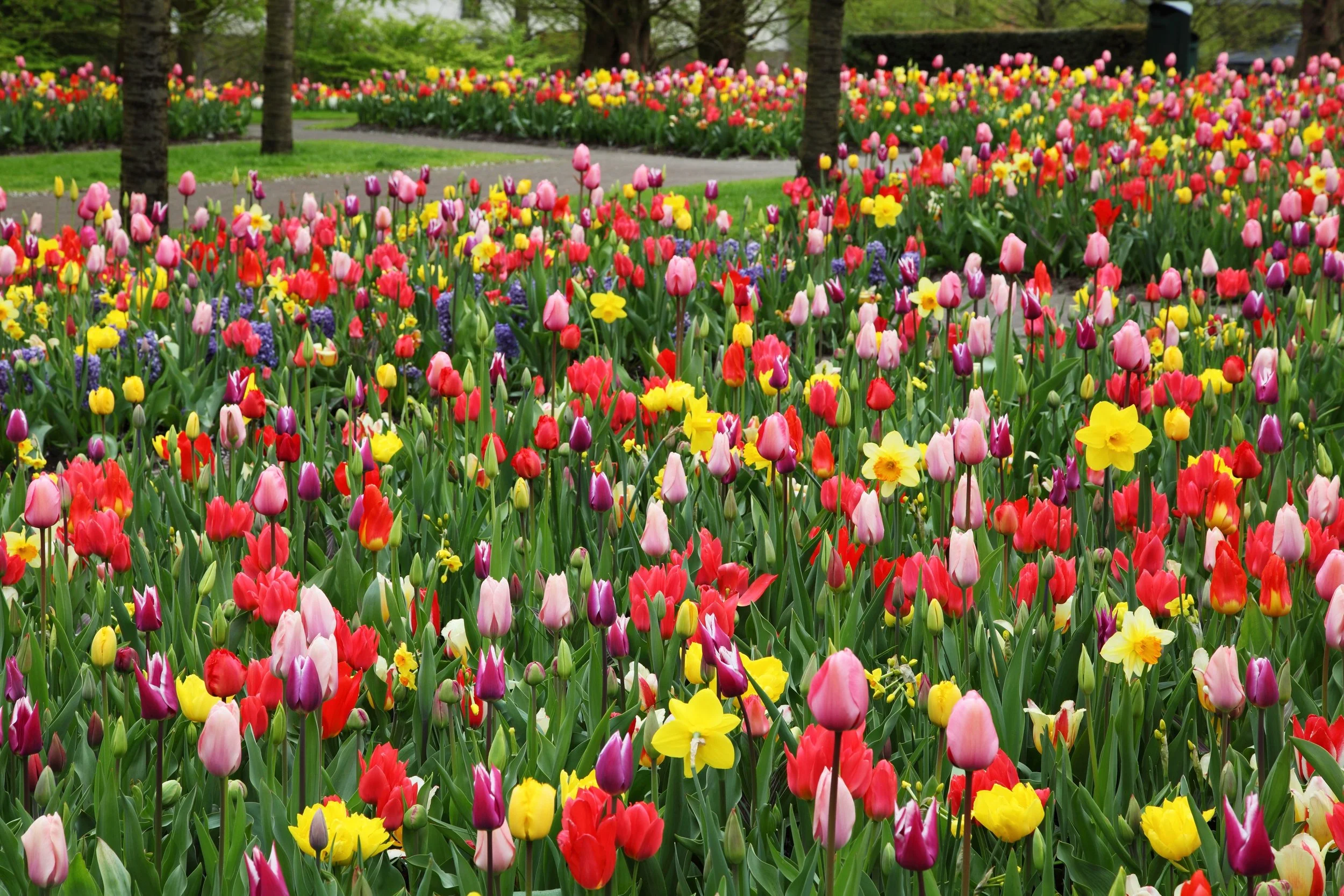 colorful-tulips-flower-field.jpg