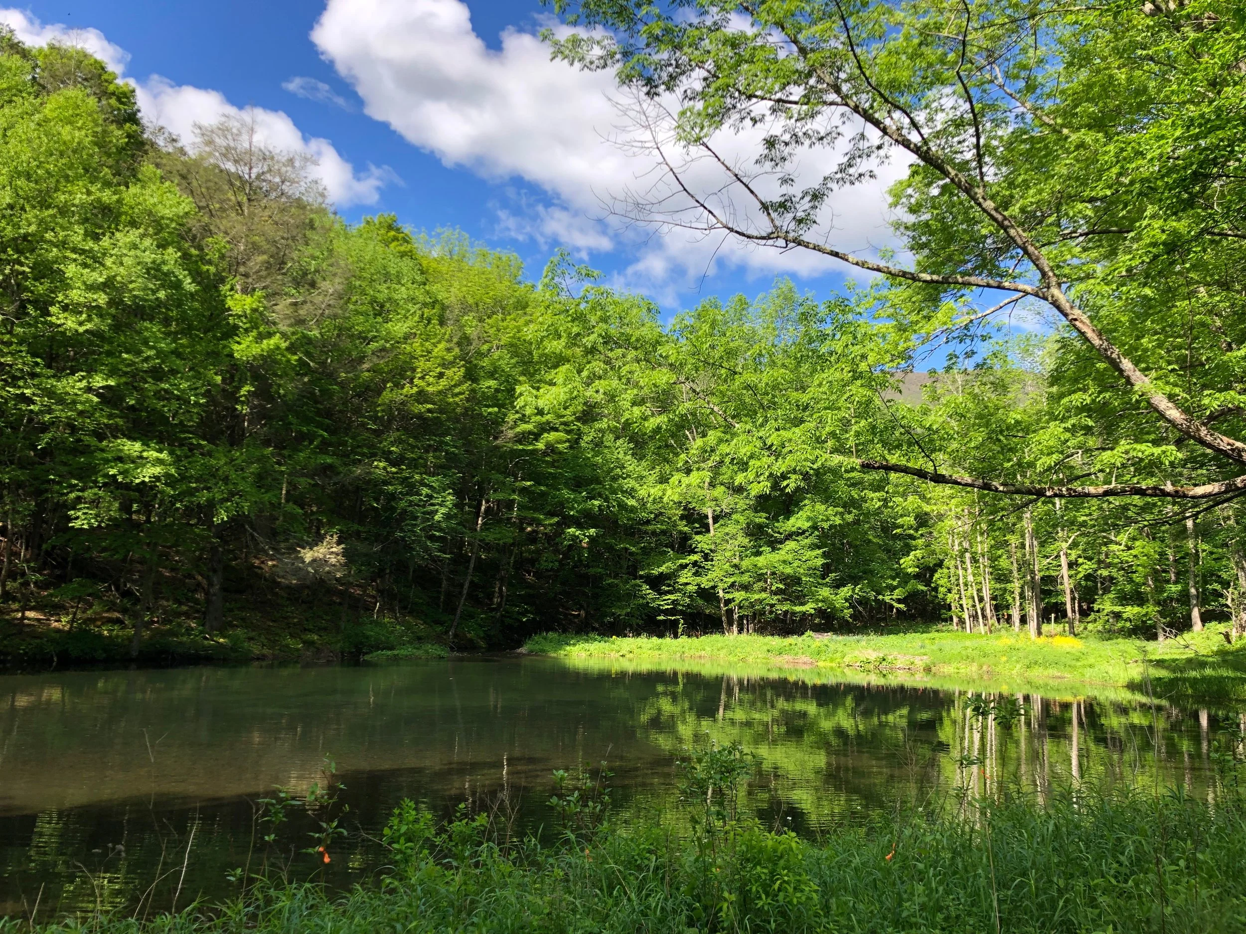 image of pond Menla.jpg